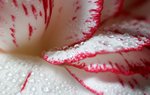 Flowers and Gardens Wallpapers: Picture 239248